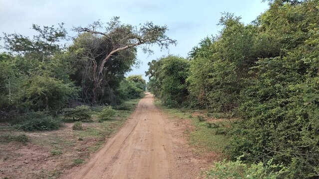 Walking along a narrow dirt path through a lush green forest landscape