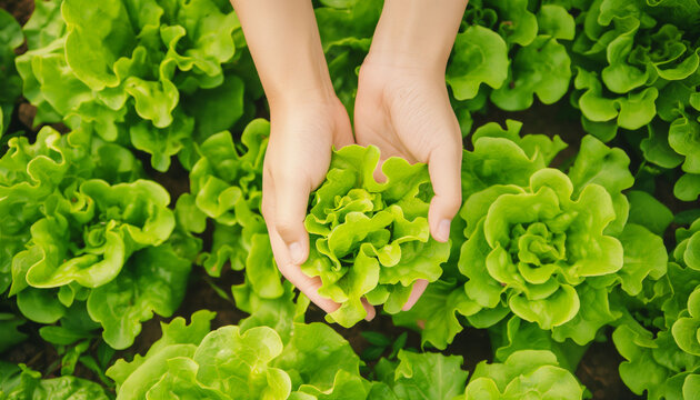 Hands holding a fresh green salad in a garden or on a farm