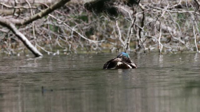 Mallard duck on a lake beside a fallen log, 4K nature footage