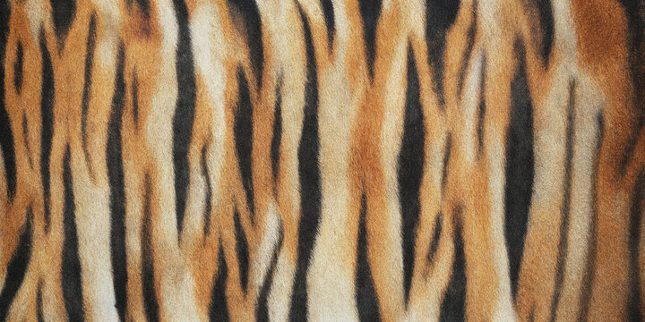 Tiger stripes pattern a close up of orange and black fur texture with blurred details
