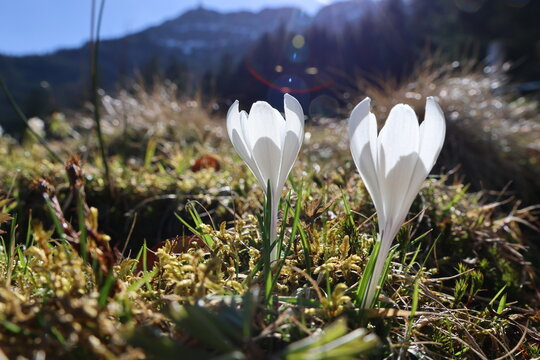 white crocus flowers