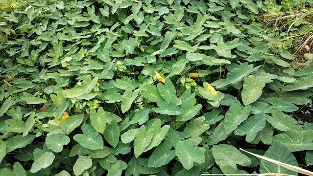 Lush Green Pumpkin Leaves Growing in a Garden Field with Natural Sunlight