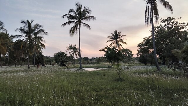 Sunset over a tropical meadow with palm trees in a serene rural landscape