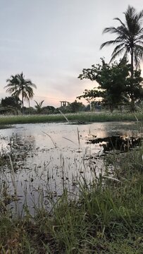 Reflecting sunset over a tropical pond with palm trees in a serene landscape