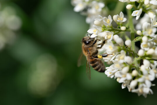 A close-up of a honeybee perched on bright wildflowers, searching for pollen. There is space for text in the background.