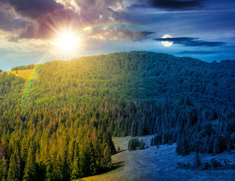 fir trees on a meadow down the will to coniferous forest in mountains. day meet night. sun and moon over nature background of carpathian mountain landscape for summer tourism or astrology wallpaper