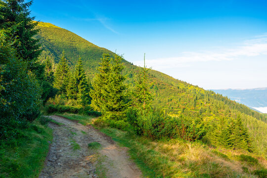 landscape with coniferous forest behind the meadow. sunny morning. nature background with carpathian mountains of ukraine. view of transcarpathia alpine woodland