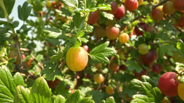Moving closely up along a thorny branch of a bush revealing juicy ripe red and yellow gooseberry fruits carrying water droplets shining brightly outdoors