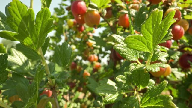 Panning upwards along a thorny branch revealing luscious yellow and red gooseberry fruits carrying glistening water droplets shining brightly outdoors