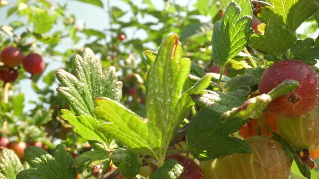 Moving from right to left showing fresh red and yellow gooseberries growing on a thorny branch glistening with water drops outdoors
