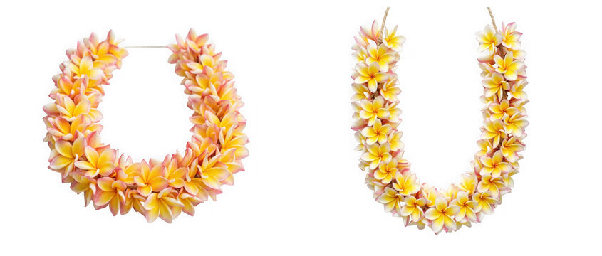 Two yellow and pink plumeria flower leis, hawaiian frangipani garlands isolated on transparent background