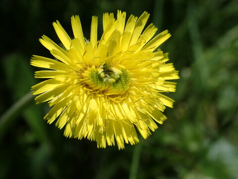 Macro of Catsear or False Dandelion with fasciation or cresting of the flower head with blurred green background