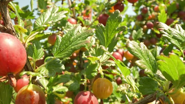 Dynamic moving shot of a bush showing juicy red and yellow gooseberries hanging on thorny branches glistening with water drops outdoors
