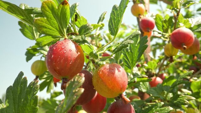 Panning downwards showing juicy yellow and red gooseberries growing on a thorny branch glistening with water drops outdoors