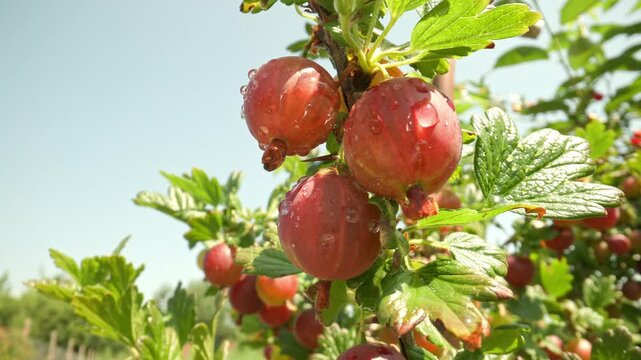 Succulent red gooseberries hanging on thorny branches swaying gently in the wind and glistening with water drops outdoors against a clear sky