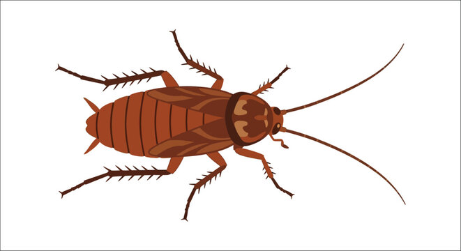 Brown cockroach illustration with segmented body and long antennae on a white background insect