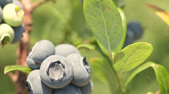 Delicious plump blueberries growing on a branch gently swaying and hanging among leaves outdoors