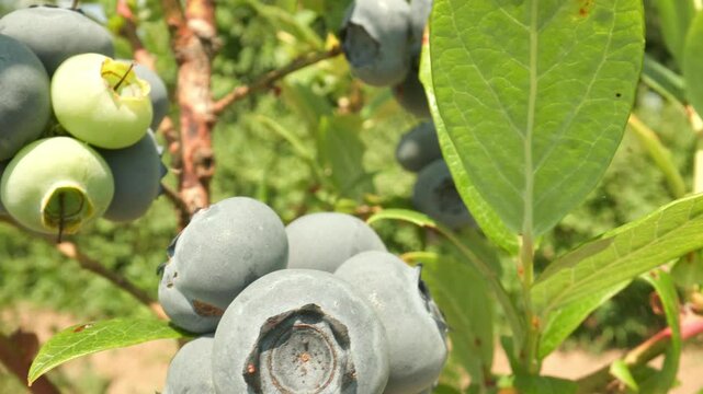 Plump green and blue blueberries growing on a branch swaying gently while panning down and revealing another fresh cluster of sweet berries outdoors