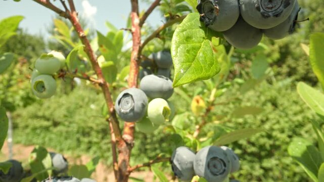 Panning up along a branch showing fresh plump blue and green blueberries with water droplets resting on leaves and branches in a natural outdoor setting