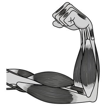 Detailed anatomical illustration of a flexed human arm showcasing biceps and triceps muscle groups with bold outlines and flat grayscale shading on transparent background