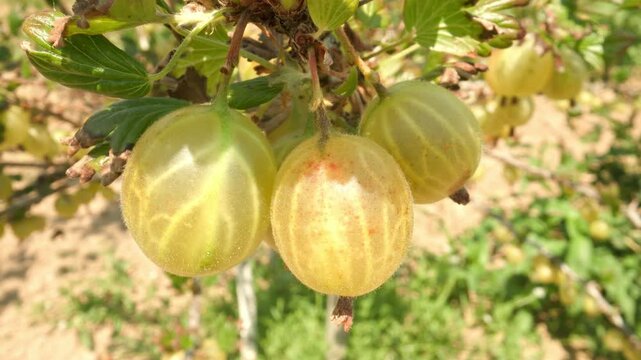 Succulent yellow and green gooseberries hanging and swaying gently on a thorny branch with leaves in a sunny outdoor garden