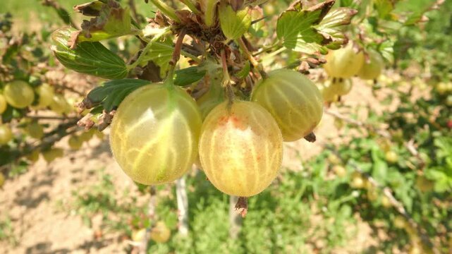 Plump green and yellow gooseberries hanging and swaying gently on a thorny branch with leaves outdoors