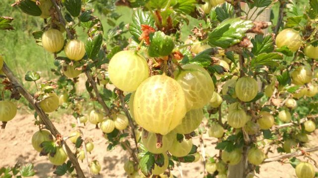 Plump yellow and green gooseberries hanging and swaying on thorny branches of hinnonmaki grun ribes uva crispa outdoors