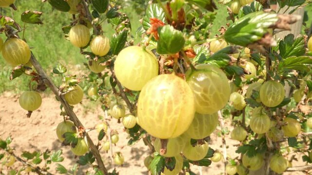 Fresh plump green and yellow gooseberries hanging and swaying on a thorny branch while camera panning and moving closer outdoors