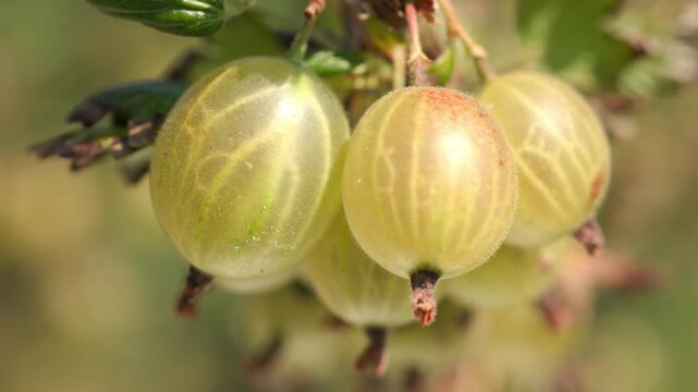 Fresh green and yellow gooseberries swaying gently on a branch with thorns against a blurred outdoor background