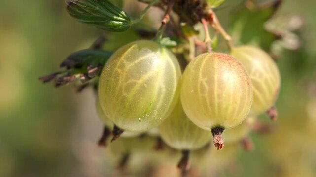 Fresh ripe yellow and green gooseberries hanging and swaying gently on a leafy branch with thorns outdoors against a blurred background