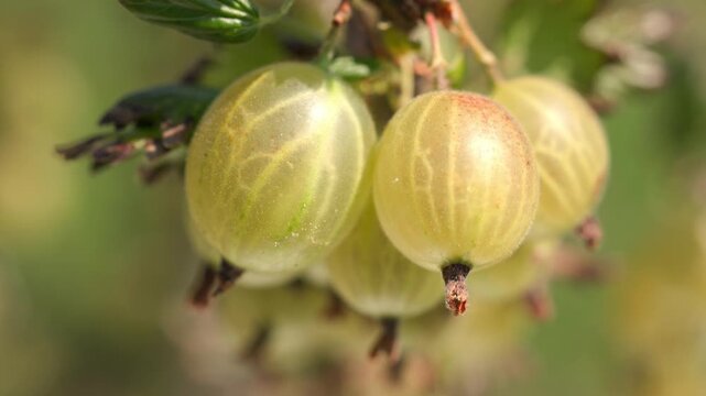 Ripe green and yellow gooseberries hanging and swaying gently on a leafy branch with thorns outdoors against a blurred background