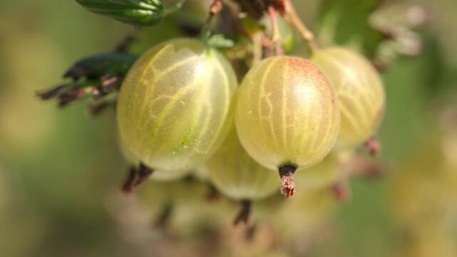 Fresh yellow and green gooseberries hanging on a branch swaying gently in the wind outdoors with blurred nature background