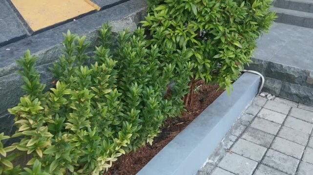 Lush Green Foliage Bordering Stone and Pavement