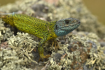 Fototapeta premium lagarto verdinegro en la sierra de gredos