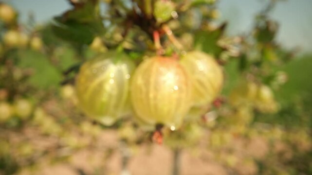 Slow close up shot towards juicy wet green and yellow gooseberries glistening with water drops hanging on a thorny branch against a blurred green background