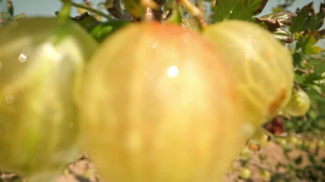 Close up of plump wet yellow and green gooseberries hanging on a thorny branch until the lens is blurring the image and filling the frame with golden colors against a blurred green background