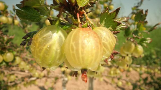 Starting out of focus and pulling back to reveal succulent yellow green gooseberries with water drops hanging and growing on a bush with thorns and leaves outdoors