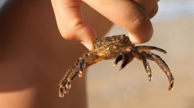 Black Sea crab. Arthropods in the hands of a child moves its whiskers and claws.