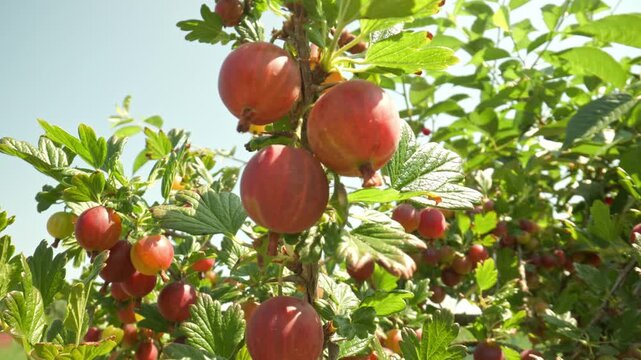 Plump red and pink gooseberries hanging and swaying on a thorny bush branch outdoors with a clear sky background