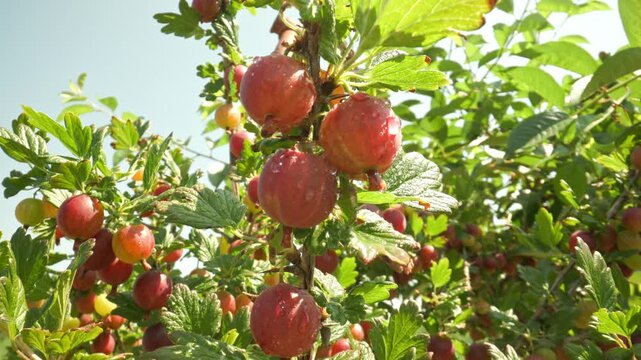 Glistening red and pink gooseberries hanging on a thorny bush branch and swaying gently in the breeze outdoors against a clear sky background