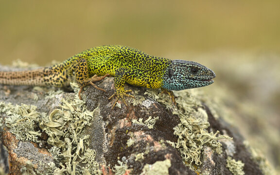 lagarto verdinegro en la sierra de gredos