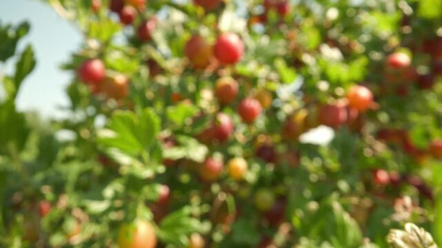 Moving closer to succulent pink and red gooseberries hanging on thorny branches revealing water droplets resting on fruits outdoors against a blurred nature background