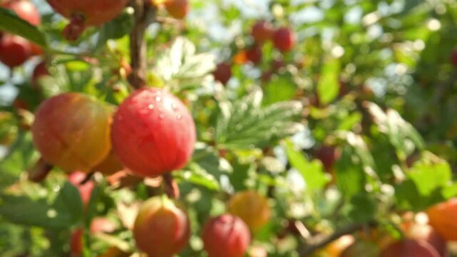 Close up and focus of plump red and pink gooseberries hanging on thorny branches swaying gently with water droplets gleaming under sunlight against a blurred nature background