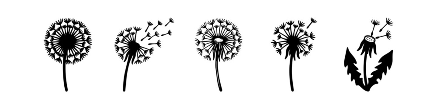 Hand-drawn black dandelion silhouettes showing various stages of seed dispersal. Minimalist floral vector set on a white background.