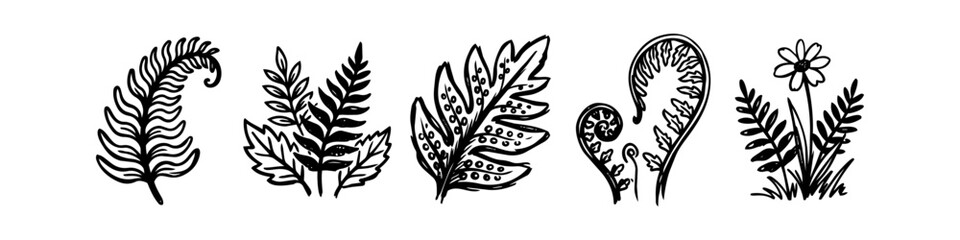 Set of hand-drawn botanical illustrations featuring fern leaves, fiddleheads, and a wildflower. Minimalist black and white doodle sketches for organic design projects. © Trends