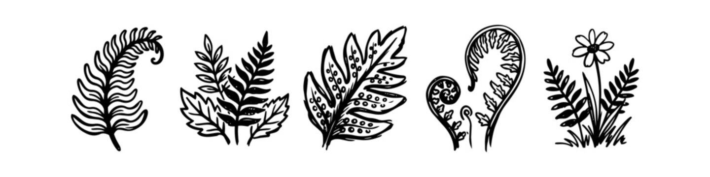Set of hand-drawn botanical illustrations featuring fern leaves, fiddleheads, and a wildflower. Minimalist black and white doodle sketches for organic design projects.