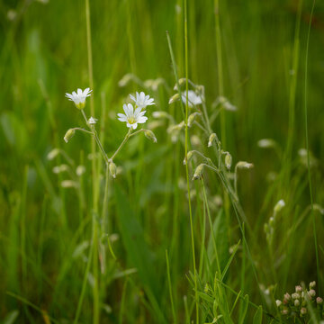 Macro of bright white Field Chickweed wildflowers surrounded by softly focused green foliage creating a peaceful scene