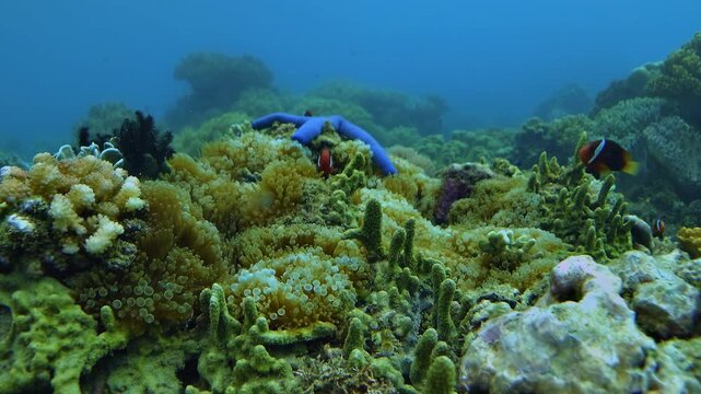 Slow push-in toward sea anemones and a blue sea star, Linckia laevigata, as clownfish, anemonefish - Amphiprion - dart above a tropical coral reef.
