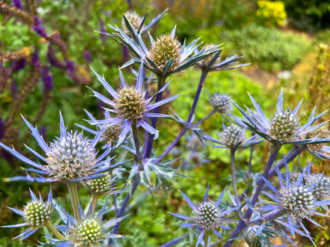 Close-Up of Blue Sea Holly (Eryngium) Flowers with Spiky Bracts