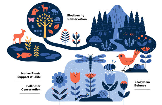 Educational infographic illustration showing biodiversity conservation, ecosystem balance, and native plants supporting local wildlife